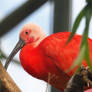 Scarlet ibis (Eudocimus ruber), 2023-08-17