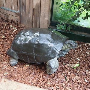 Giant tortoise statue, 2023-08-17