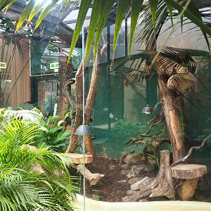 Cuban tree boa terrarium, 2023-08-17