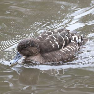 African Black Duck