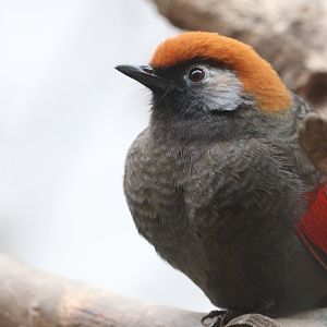 Red-tailed Laughingthrush