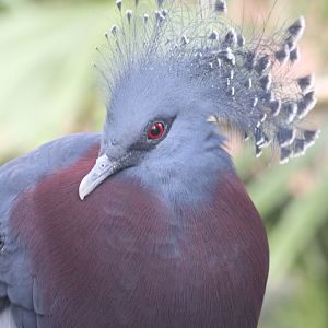 Victoria Crowned Pigeon