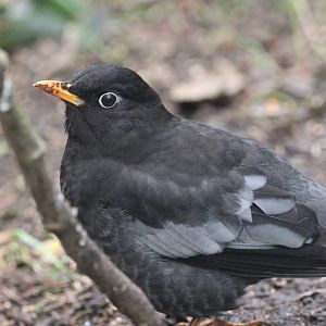 Grey-winged Blackbird