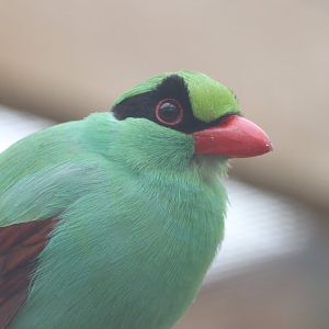 Javan Green Magpie