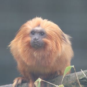 Golden Lion Tamarin