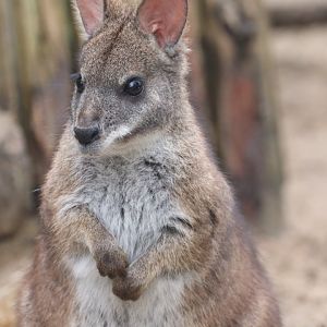 Parma Wallaby
