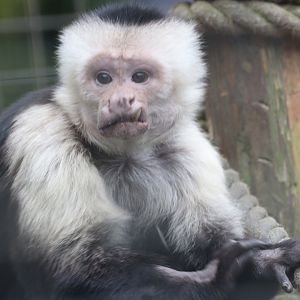 White-faced Capuchin