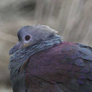 Crested quail-dove