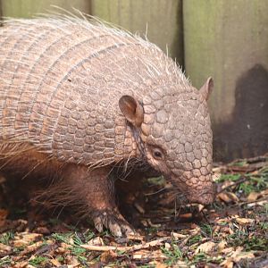 Six-banded Armadillo