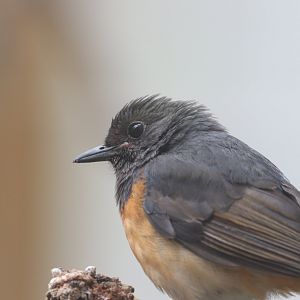 White-rumped Shama