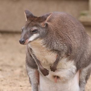 Dusky Pademelon