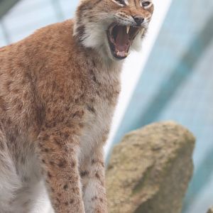 Carpathian Lynx, female