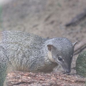 Narrow-striped Bokyboky