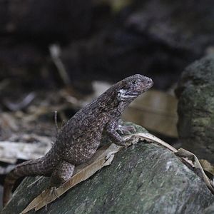 Lizard ID