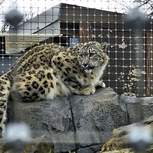 Snow Leopard