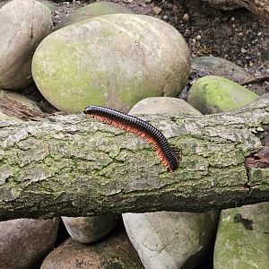Millipede in the butterfly house