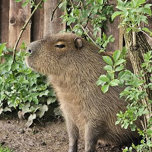 Capybara