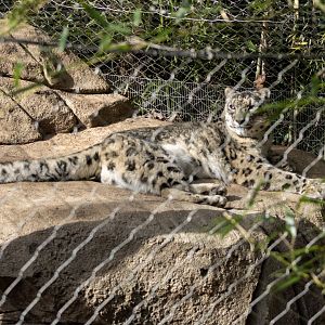 Snow Leopard