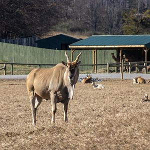 Eland