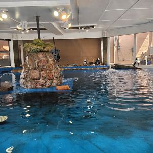 Gulf World - African Penguin exhibit