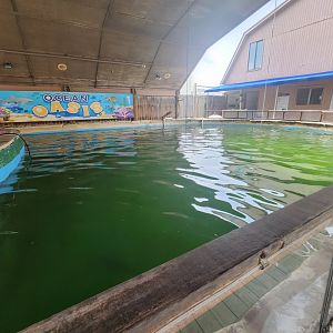 Gulf World - Sea turtle & shark tank