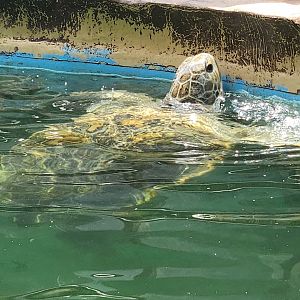 Gulf World - Green Sea Turtle