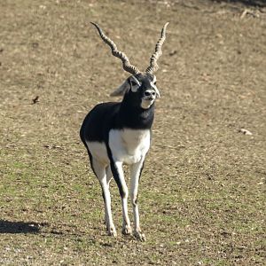 Blackbuck