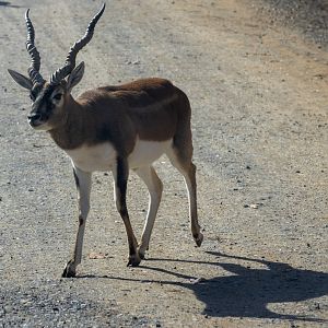 Blackbuck