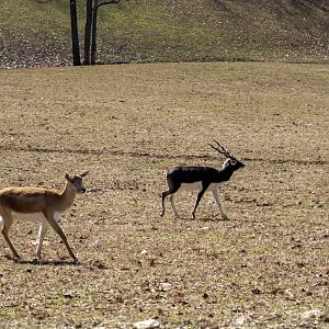 Blackbuck