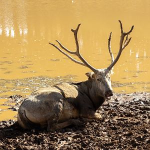 Pere David's Deer
