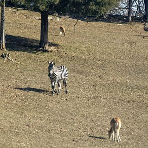 Zebra and Fallow Deer