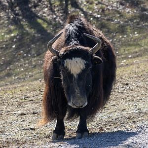 Yak