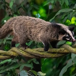 Masked Palm Civet ssp.