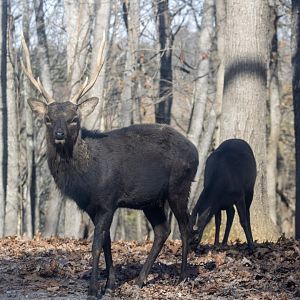 Sika Deer