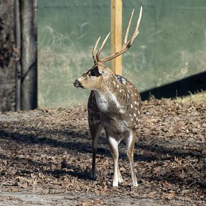 Axis Deer