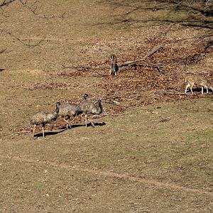 Emu