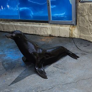 Gulf World - California Sea Lion