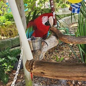 Gulf World - Macaw on stick