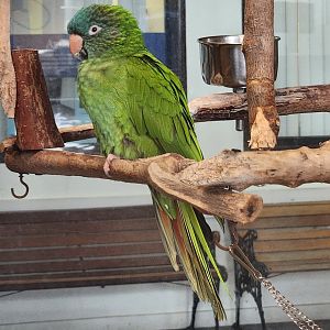 Gulf World - Blue-crowned Parakeet