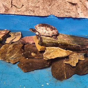 Gulf World - Pseudomys concinna