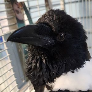 Gulf World - Pied Crow