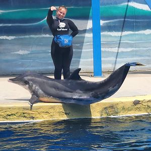 Gulf World - Rough-toothed Dolphin greeting