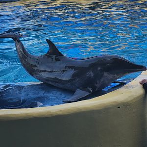 Gulf World - Rough-toothed Dolphin