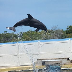 Gulf World - Bottlenose Dolphin