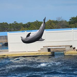 Gulf World - Bottlenose Dolphin flip