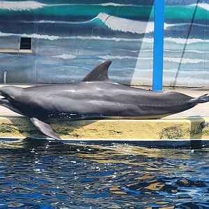 Gulf World - Bottlenose Dolphin greeting