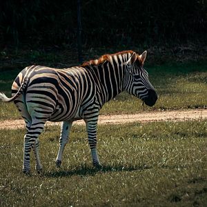 Zebra
