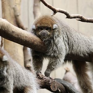 White-Eared Titi (Plecturocebus donacophilus)