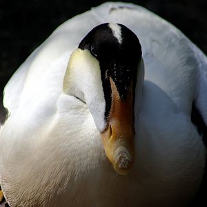 Pacific Eider (Somateria mollissima v-nigrum)