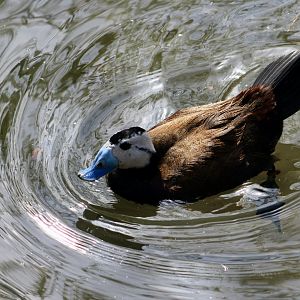White-Headed Duck (Oxyura leucocephala)